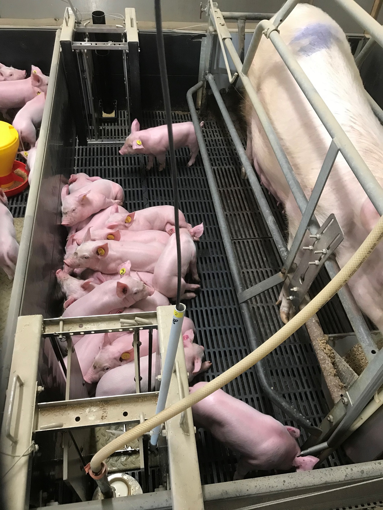 Pen of piglets next to a sow with access to supplementary milk
